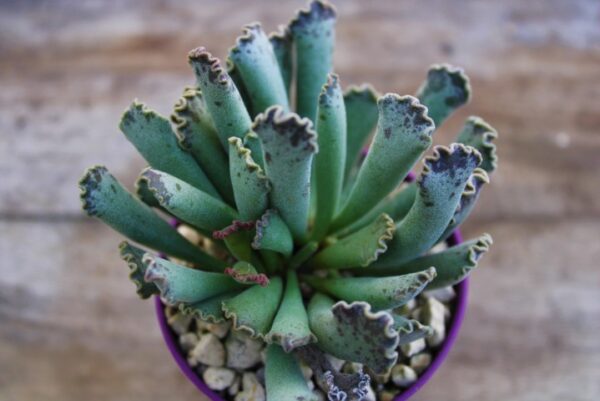 Adromischus cristatus