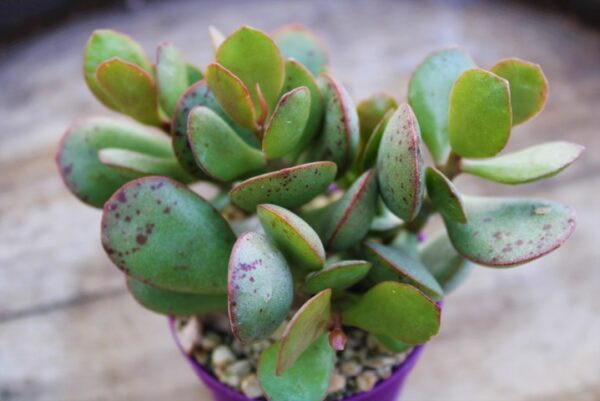 Adromischus hemisphaericus