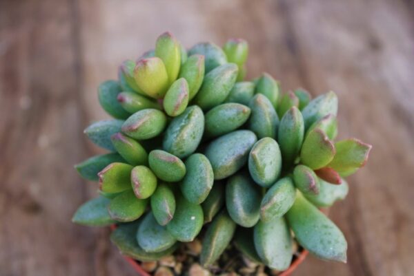 Adromischus schuldtianus 'Juttae'