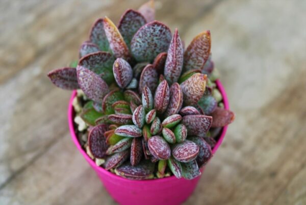 Adromischus trigynus 'Calico Heart'