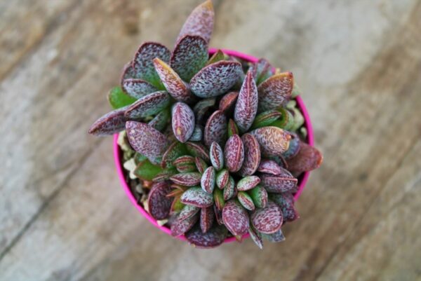 Adromischus trigynus 'Calico Heart' - immagine 2