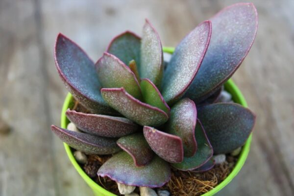 Adromischus tryginus 'Near'