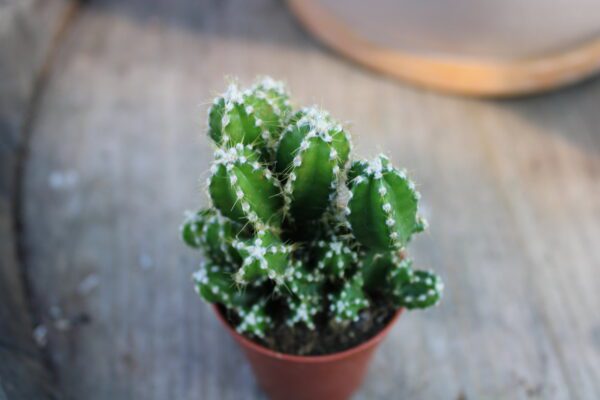 Cereus florida