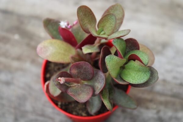 Crassula multicava 'Purple Dragon' - immagine 2