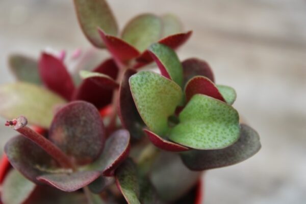 Crassula multicava 'Purple Dragon'