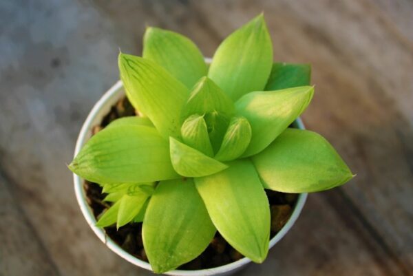 Haworthia cymbiformis