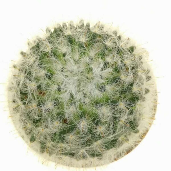 Mammillaria bocasana