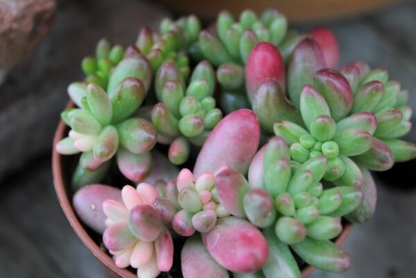 Sedum rubrotinctum 'Aurora'