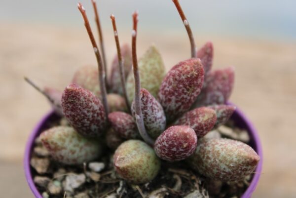 Adromischus marianae 'Silver Fountain'