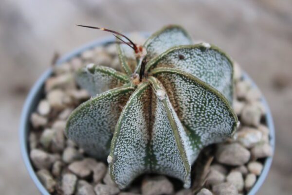 Astrophytum capricorne var. minor