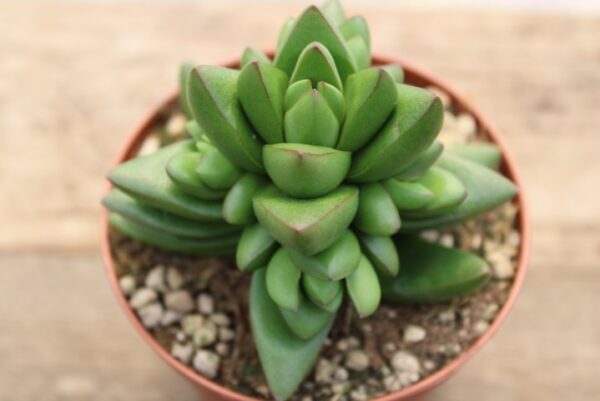 Crassula 'Benjamin' - immagine 2