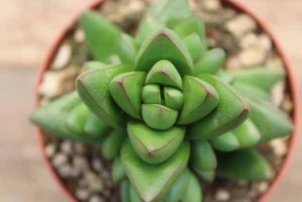 Crassula 'Benjamin'