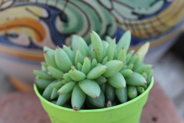 Echeveria agavoides 'Crestata'