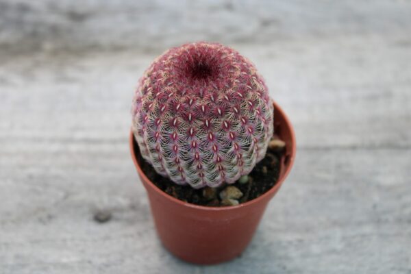 Echinocereus rigidissimus var. rubrispinus - immagine 2