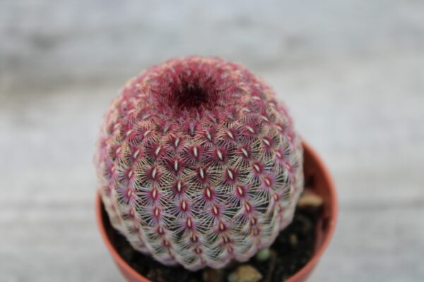 Echinocereus rigidissimus var. rubrispinus