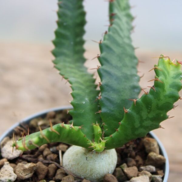 Euphorbia stellata