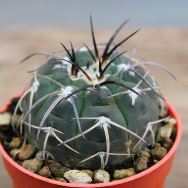 Gymnocalycium spegazzinii