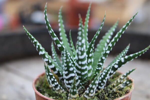 Haworthia 'Big Band'