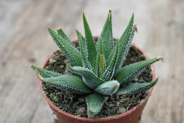 Haworthia attenuata