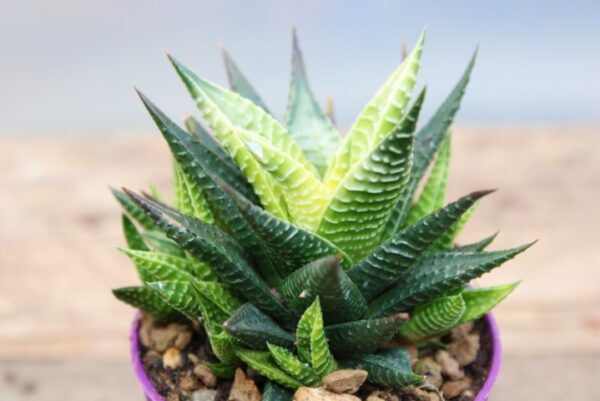 Haworthia limifolia 'Variegata'