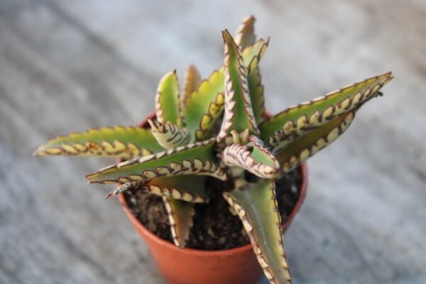 Kalanchoe daigremontiana