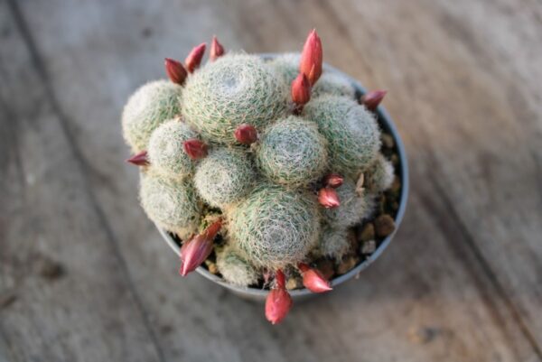 Rebutia 'Sunrise' - immagine 2