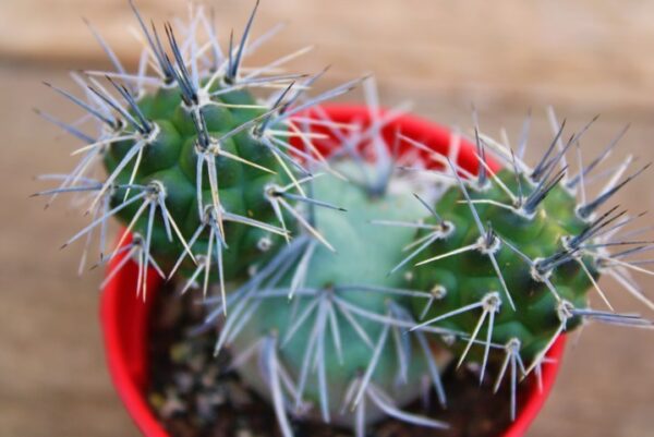 Tephrocactus alexanderi - immagine 2