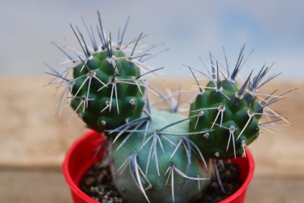 Tephrocactus alexanderi