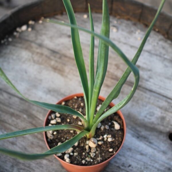 Yucca gloriosa