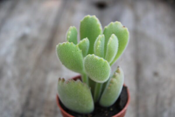 Cotyledon ladysmithsiensis