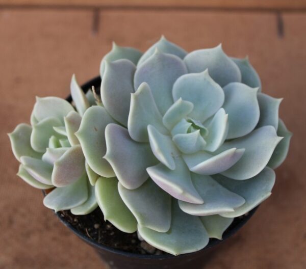 Echeveria 'Lola'