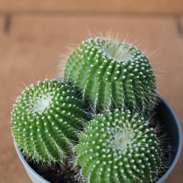 Notocactus leninghausii inermis