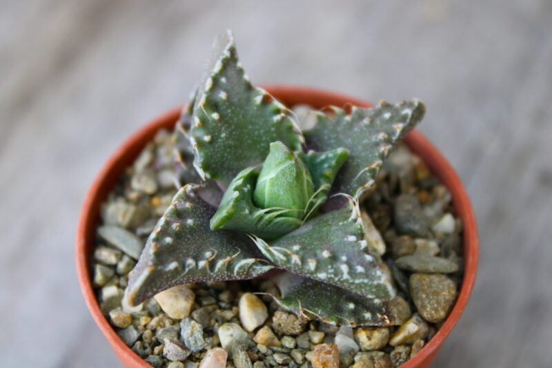 Faucaria felina