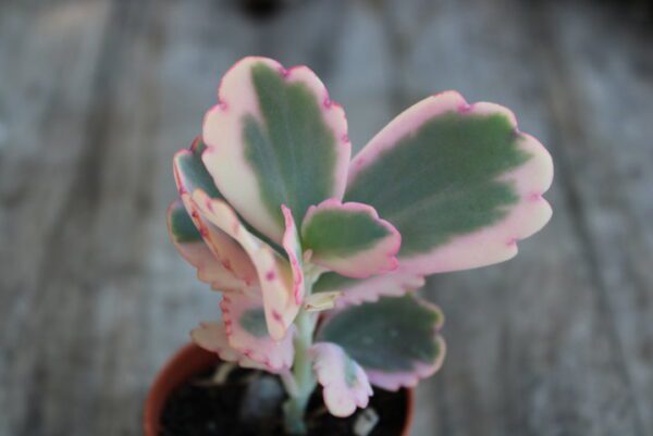 Kalanchoe fedtschenkoi 'Variegata' - immagine 3