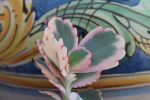 Kalanchoe fedtschenkoi 'Variegata'