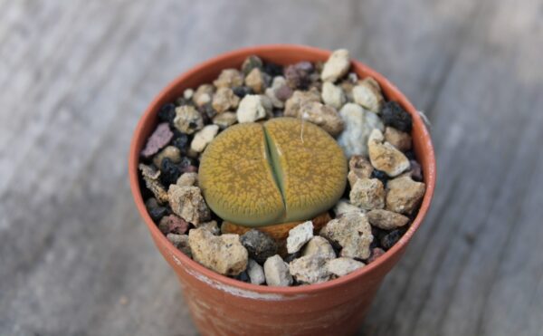 Lithops aucampiae 'Jackson's Jade' - immagine 2