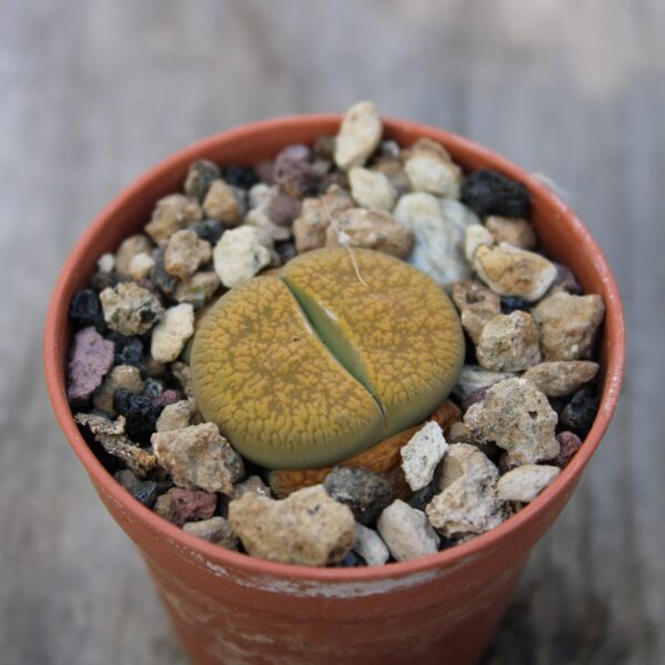 Lithops aucampiae 'Jackson's Jade'