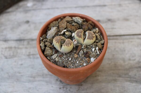 Lithops dorotheae F357