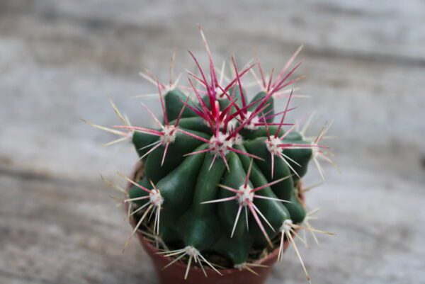 Ferocactus stainesii