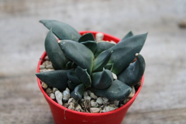 Gasteria nigricans f. mostruosa