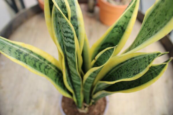 Sansevieria trifasciata - immagine 2