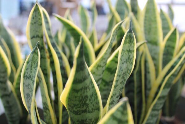 Sansevieria trifasciata