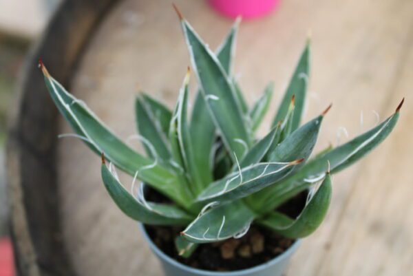 Agave filifera subsp. schidigera