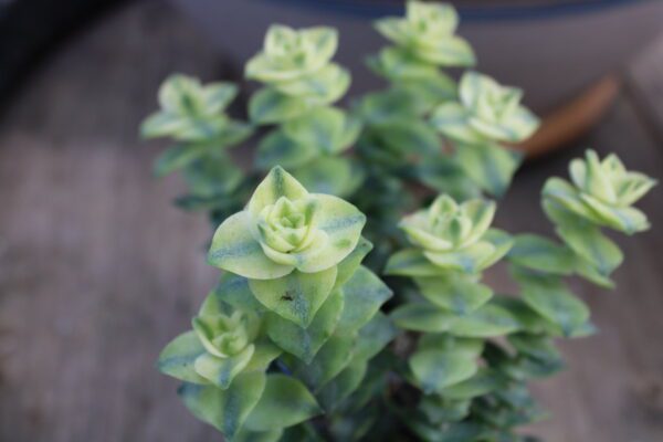 Crassula pagoda 'Variegata'