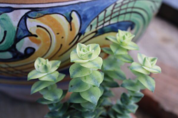 Crassula pagoda 'Variegata' - immagine 2