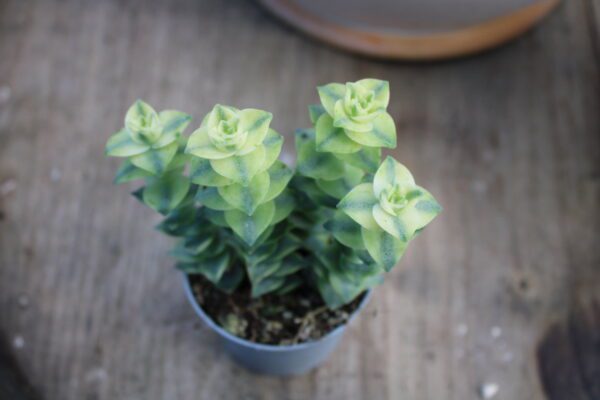 Crassula pagoda 'Variegata' - immagine 3