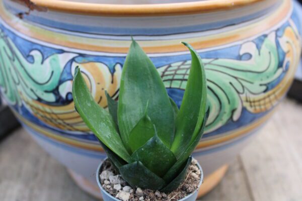 Sansevieria trifasciata 'Black Jade'