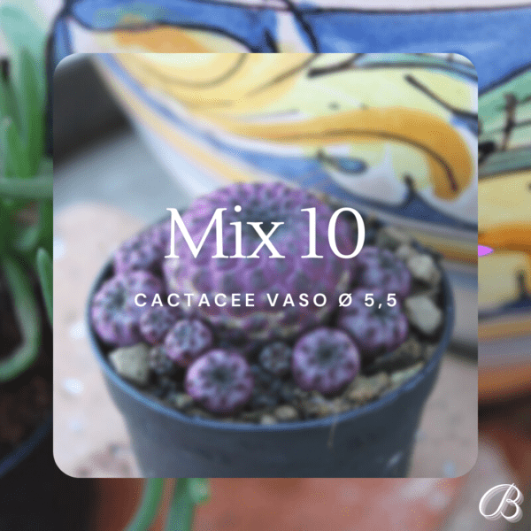 Mix 10 Cactacee Vaso Ø 5,5