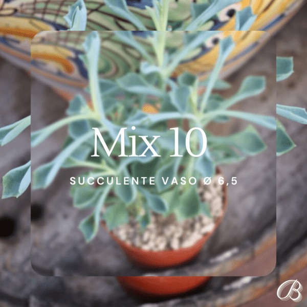 Mix 10 Succulente Vaso Ø 6,5