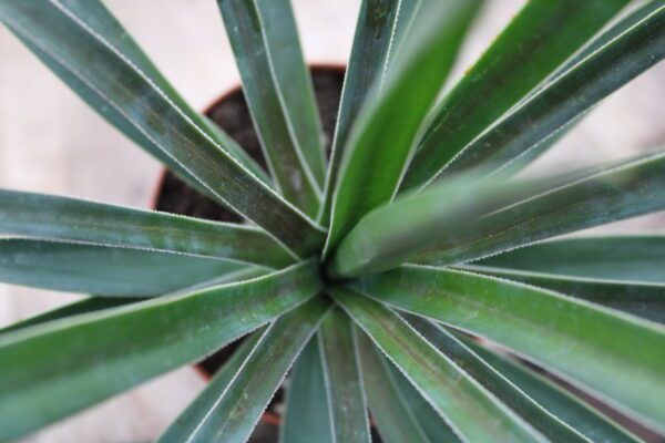 Yucca sp. - immagine 2